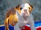Magnifiques chiots Buldog Anglais