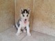 Adorable chiot husky de sib&eacute;rie 