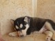 Adorable chiot husky de sib&eacute;rie