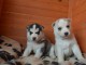 Adorable chiot husky de sib&eacute;rie