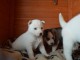 Adorable chiot husky de sib&eacute;rie