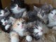   Adorables Chatons Norv&eacute;giens Pure Race
