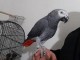 Superbe Couple de Perroquets Gris du Gabon a donn&eacute;