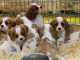 Chiots cavalier king charles a donner
