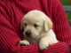 Chiots labradors  a donner