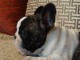 chiots Bouledogue Fran&ccedil;ais a donner