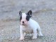 Chiot Bouledogue Fran&ccedil;ais a donner