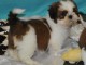 chiot Shih Tzu femelle et m&acirc;le lof a donner
