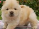 chiot chow chow pedigr&eacute; a donner