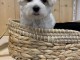 je fais don de chiot Bichon Maltais pedigr&eacute;