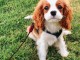 Adorables cavaliers king charles &agrave; donner pour adoption..