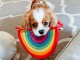 Adorables cavaliers king charles &agrave; donner pour adoption.1
