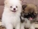 Adorables chiots spitz nain 