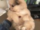Adorables chiots spitz nain 
