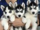 4 Chiots Husky de sib&eacute;rien