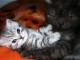 Chatons British Shorthair a Donner