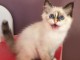 chaton sacr&eacute; de birmanie femelle &agrave; donner
