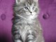 Adorable B&eacute;b&eacute; chaton femelle type maine coon &agrave; donner