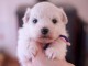 A donner chiot type bichon Fris&eacute; femelle