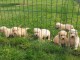 Magnifiques Chiots Golden Retriever Pure Race