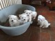  Superbes B&eacute;b&eacute;s Bichons Maltais Pure Race 