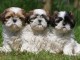 Sublimes Chiots Shih Tzu Pure Race