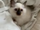 Magnifique chatons sacr&eacute; de Birmanie disponibles.