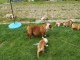 Magnifiques Chiots Bulldog Anglais Pure Race
