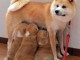 Magnifiques Chiots Akita Inu Pure Race 