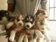 Magnifiques Chiots Husky Siberien Pure Race