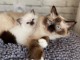  Magnifiques Chatons Sacr&eacute; de Birmanie Pure Race