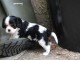 chiot Cavalier King Charles Femelle &agrave; donner