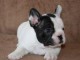 Chiot bouledogue Fran&ccedil;ais femelle DONNER