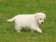 Magnifique Chiot Type Golden Retriever &agrave; donner