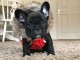 chiots bouledogue fran&ccedil;ais LOF