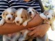 Chiot Border Collies &agrave; donner