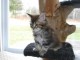 adorables chatons mainecoon