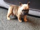 Chiots bouledogue fran&ccedil;ais