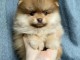 Chiots spitz nain a r&eacute;server 