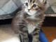 Chatons maines coon &agrave; r&eacute;server 
