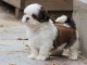 Magnifique  chiot Shih tzu &agrave; donner