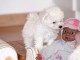 Chiot type bichon maltais femelle &agrave; Donner Urgent