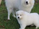 Adorable Chiot samoy&egrave;de