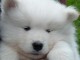 Adorable Chiot samoy&egrave;de