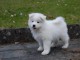 Adorable Chiot samoy&egrave;de