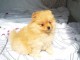 Adorable Chiot Spitz Nain Pomeranien