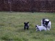 Magnifiques chiots Bouledogue Fran&ccedil;ais disponible de suite
