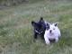 Magnifiques chiots Bouledogue Fran&ccedil;ais disponible de suite