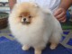 Chiot type Spitz Nain Pom&eacute;ranien femelle &agrave; donner