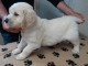Adoption chiots golden retriever disponible